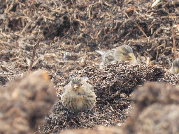 rzepołuch  - Krystyna Kowalska