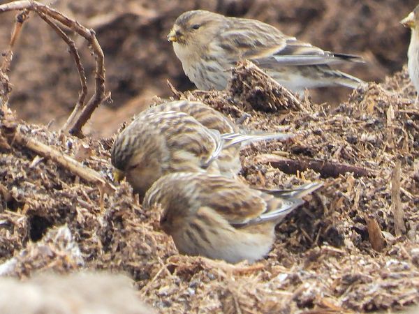 rzepołuch  - Krystyna Kowalska