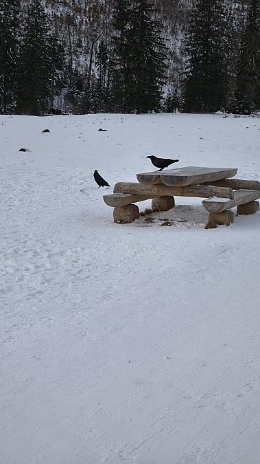 kruk  - Mateusz Mazurczak