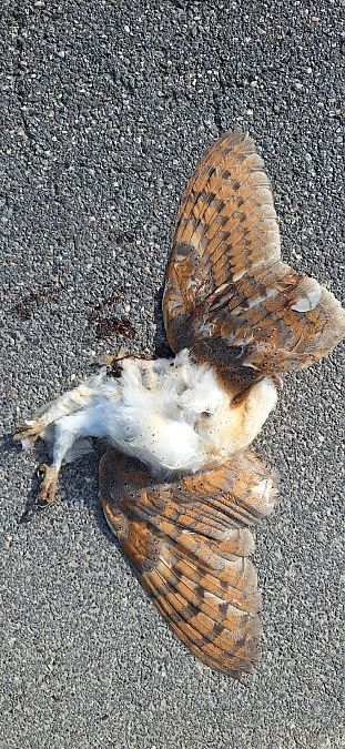 Barbagianni  - Gabriele Romanenghi