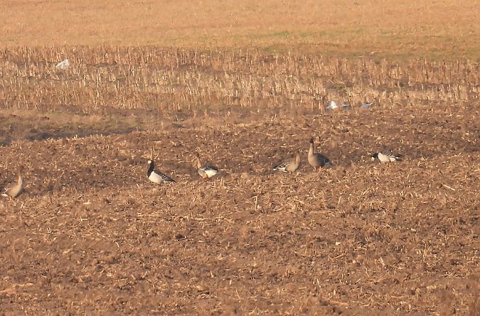 bernikla białolica  - Kacper Mikulski