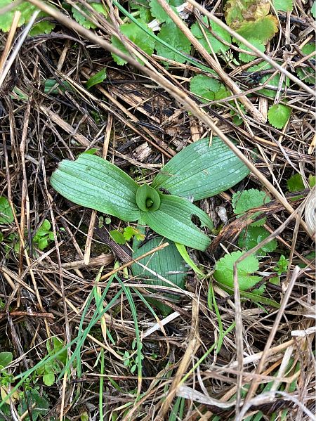 Ophrys sp.  - Florent de Gasperis