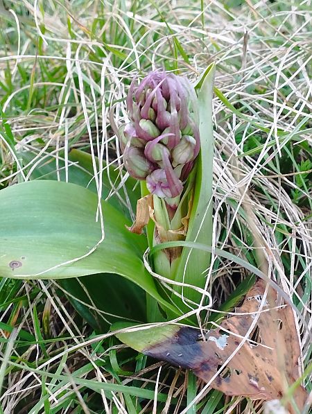 Himantoglossum robertianum  - Gérard Joseph