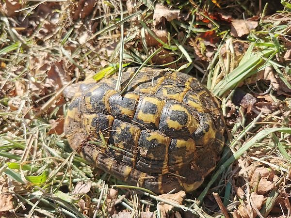 Griechische Landschildkröte  - Gastone Gaiba