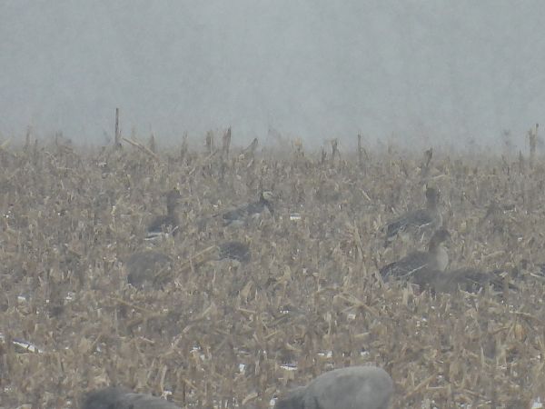 bernikla białolica  - Kacper Mikulski