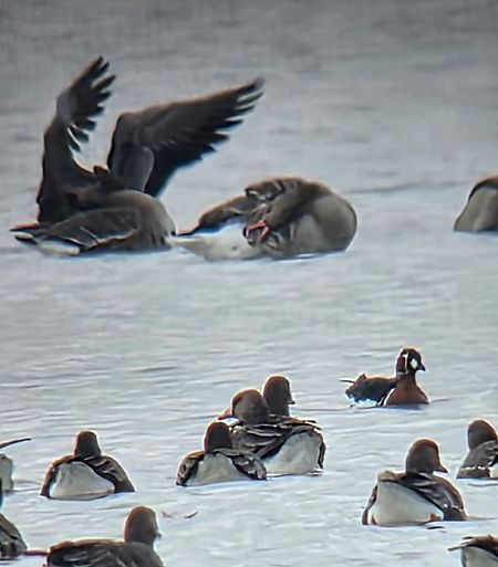 Bernache à cou roux 