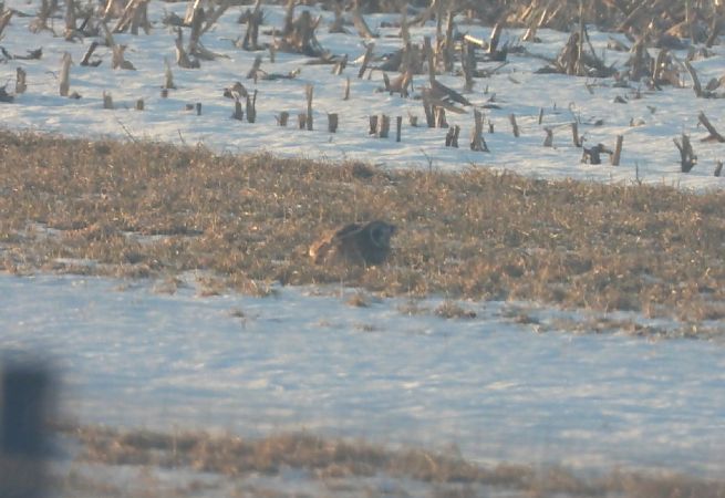 uszatka błotna  - Adrian Dudkiewicz