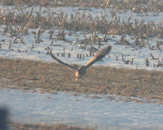 uszatka błotna  - Adrian Dudkiewicz