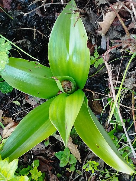 Himantoglossum robertianum  - Gérard Joseph
