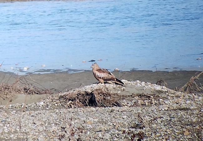 Nibbio reale  - Marco Cortemiglia