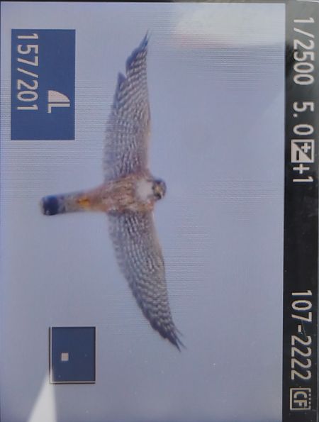 drzemlik  - Tadeusz Sobuś