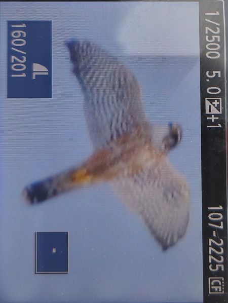 Merlin  - Tadeusz Sobuś