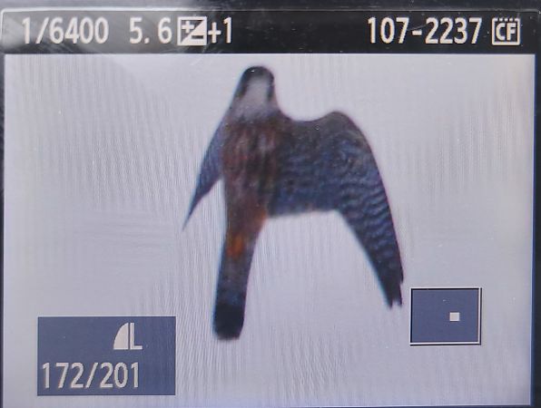 Merlin  - Tadeusz Sobuś