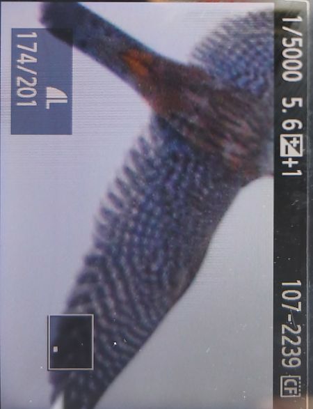 drzemlik  - Tadeusz Sobuś