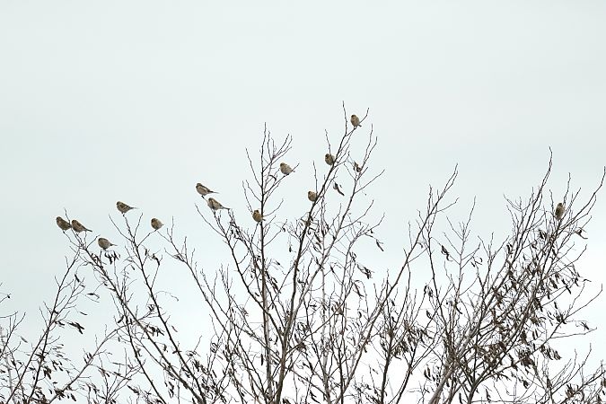 Berghänfling  - Katarzyna Szałas