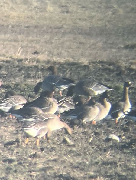 Kurzschnabelgans  - Krzysztof Lis