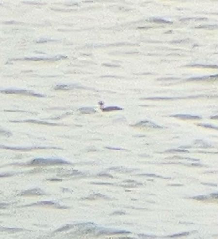 perkoz rogaty  - Krzysztof Lis