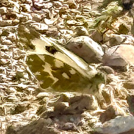 Marbrada comuna  - Toni Leiva Sanchez