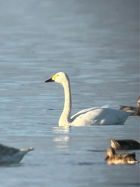 Cygne de Bewick  - Herta Mangeng