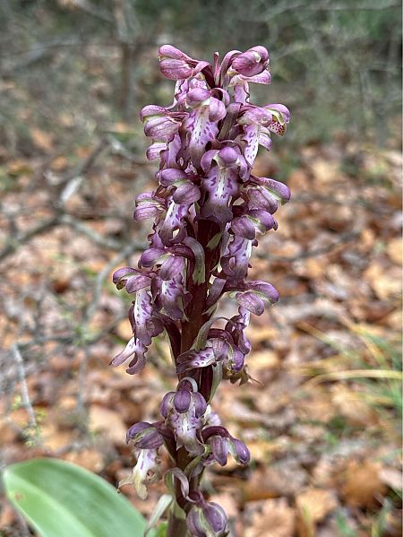 Barlia robertiana  - Antonio Mazzone