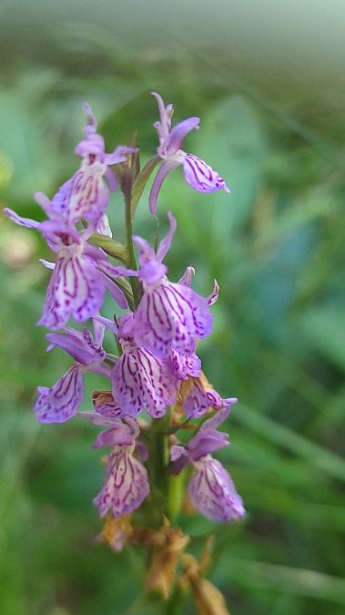Dactylorhiza majalis  - Yonha Poix