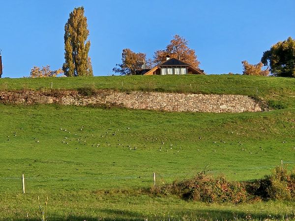 Common Wood Pigeon  - Michael Baumgartner