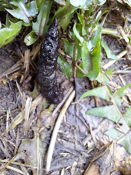 Mostela  - Roc Palmarola Icart