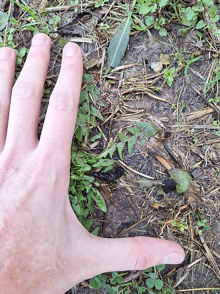 Mostela  - Roc Palmarola Icart