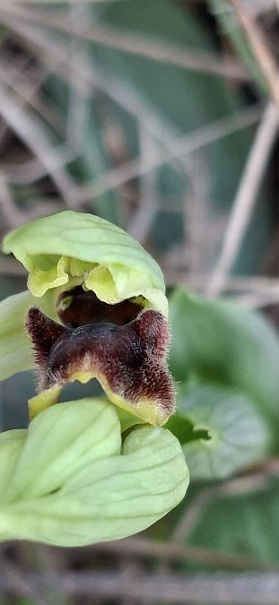 Ophrys massiliensis 