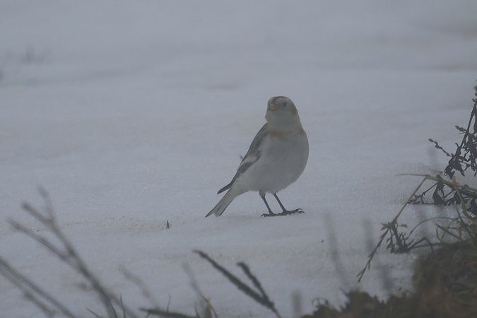 Schneeammer  - Katarzyna Szałas