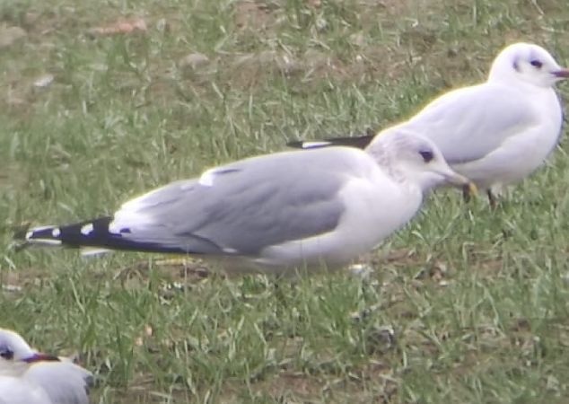 Gavina  - Lorenza Venturini