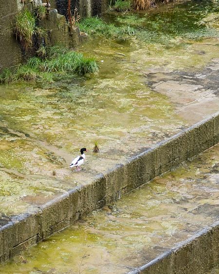 Brandgans  - Roberto Bortali