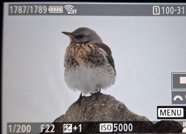 kwiczoł  - Tomasz Doroń