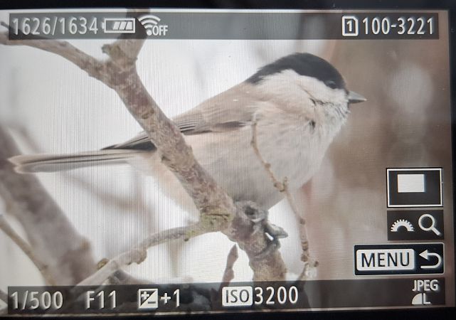sikora uboga  - Tomasz Doroń