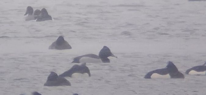 głowienka x czernica  - Wojciech Siuda