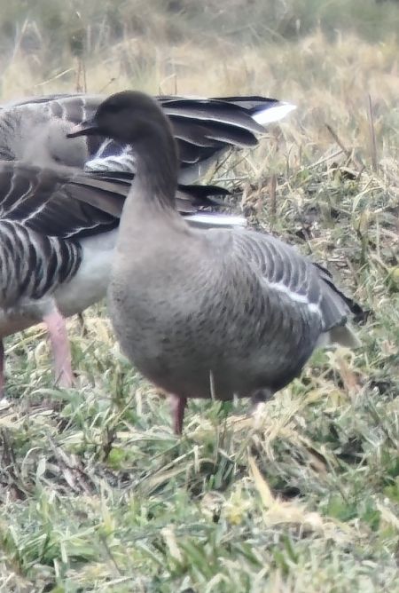 Oie à bec court  - Kilian Hagmüller