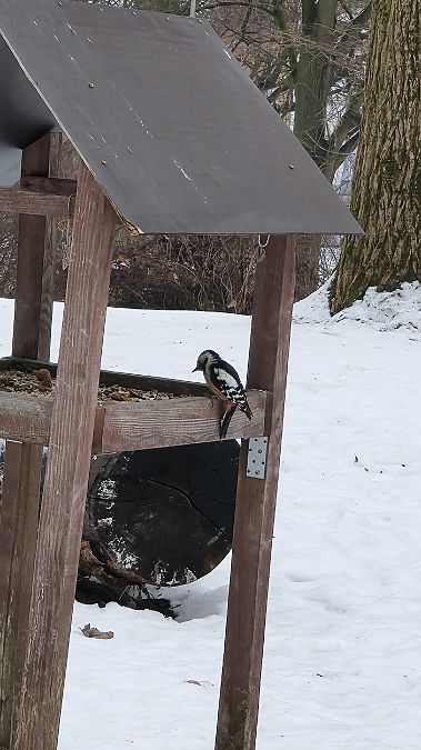 dzięcioł średni  - Mateusz Mazurczak