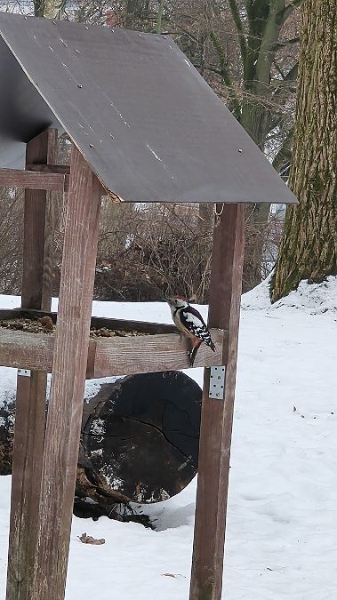 Mittelspecht  - Mateusz Mazurczak