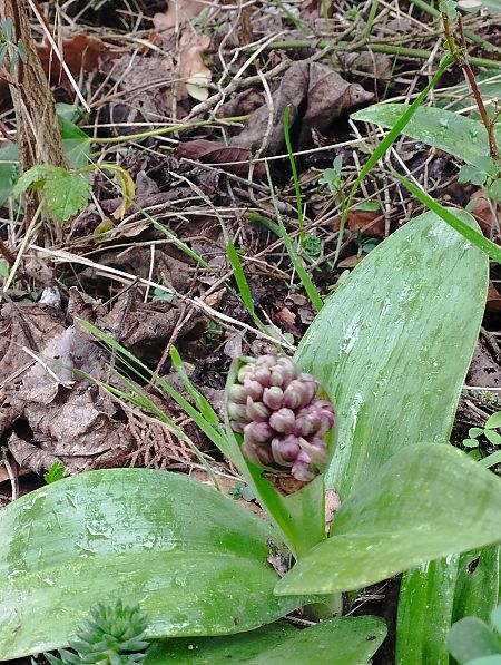 Himantoglossum robertianum  - Gérard Joseph
