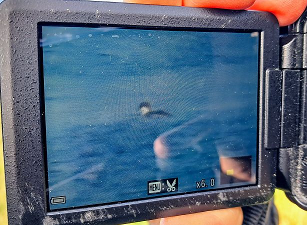 Pesciaiola  - Lino Lipparini