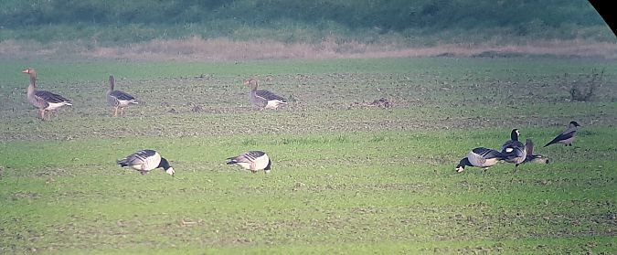 Oca facciabianca  - Lino Lipparini