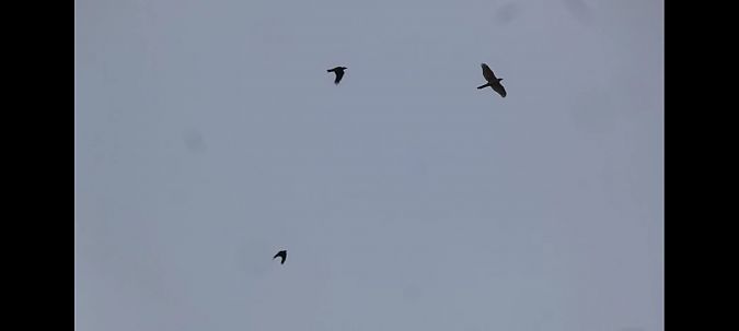 Astore  - Daniele Zanutto