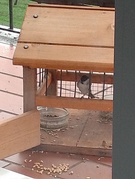 Cincia bigia  - Gabriele Papale