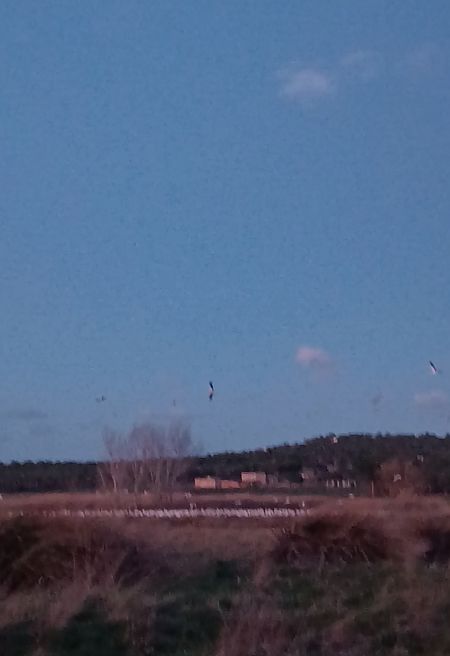 Cigonya blanca  - Sergi Vila Matheu