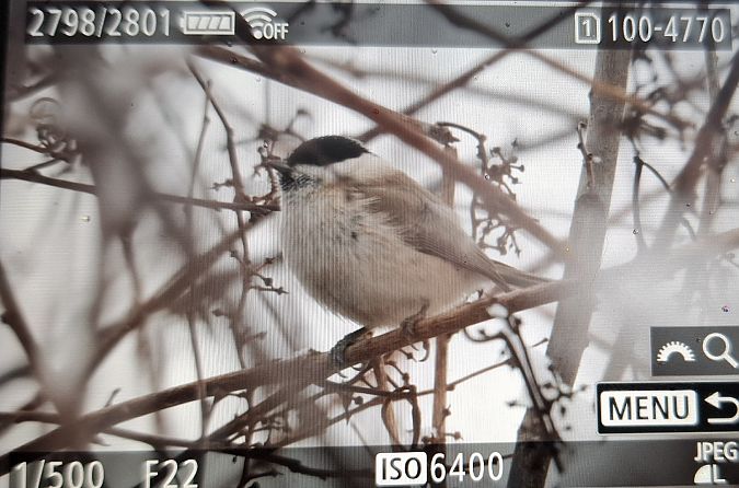 sikora uboga  - Tomasz Doroń