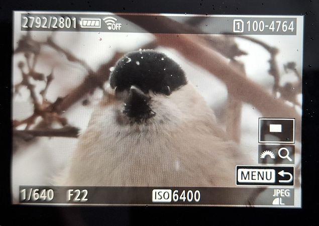 Mésange nonnette  - Tomasz Doroń