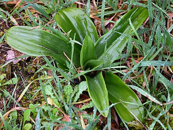 Ophrys scolopax  - Frédéric Masson