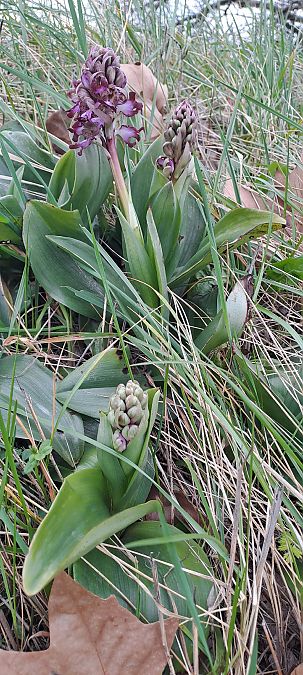 Himantoglossum robertianum  - Marc et M-Joëlle Silvestre