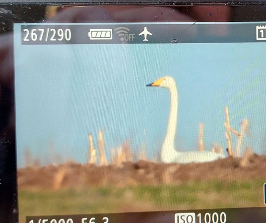 łabędź krzykliwy  - Stanisław Turowski