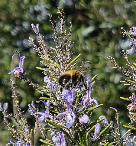 Anthophora dispar  - Alberto Manganaro